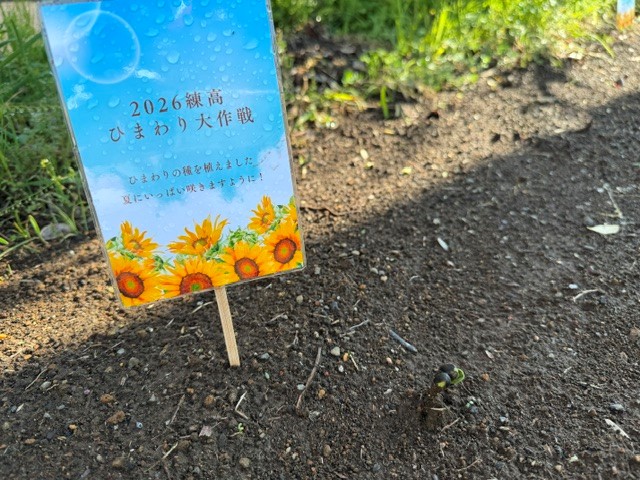 R80508 ひまわり１